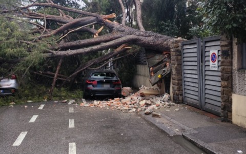 Crollo di albero in strada a Prato: giovane ferito ma fuori pericolo